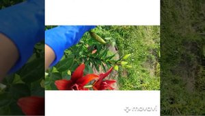 Лилия крупная Ред Твин махровая Red Twin высокая