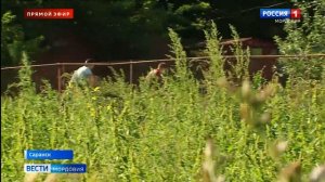 Жительница Саранска попала в больницу от ожогов борщевика