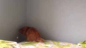 Рыжий персидский кот