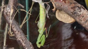 Линька богомола в природе и при содержании в неволе. // Clever Cricket