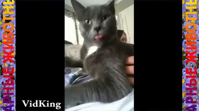 MyVideo0033 сначала кот делает огромные и очень смешные глаза, потом есть арбуз смотреть онлайн