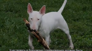 Бультерьер злой: чем опасен для людей, в каких странах запрещен