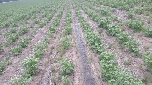 Гербецид Агритокс убивает Асот, Берёзеку и хвощ обработка картофеля по всходам смотреть онлайн