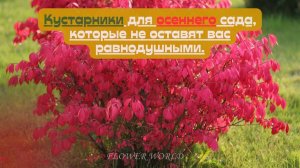 Кустарники для осеннего сада, которые не оставят вас равнодушными.