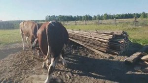 ОГРОМНЫЙ БЫК НА ПРОГУЛКЕ. ВЫГУЛ БЫКОВ.