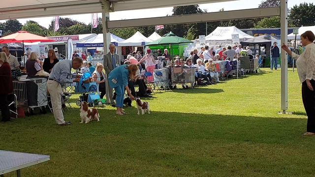27.06.19 Windsor Championship.  England.  Виндзор Англия Выставка Кавалер кинг чарльз спаниель.