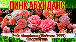Роза Пинк Абунданс (флорибунда) - Pink Abundance (Harkness 1999)