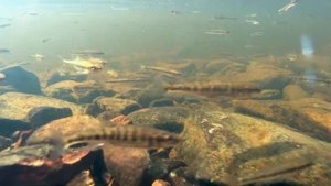 Какая рыба водится в реке Ивалойоки