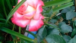 Чайно - гибридные розы для выращивания в Сибири. Сорта.