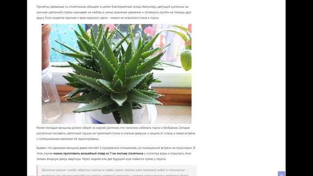 Алоэ - приметы и суеверия: к чему зацвел, к чему снится и можно ли держать столетник дома?