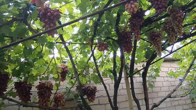 Виноград Маникюр фингер (Япония) на беседке 05.09.24 г. Виноградник Король В. Н. г.Краснодар смотреть онлайн