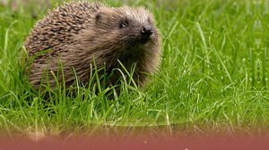 Изучаем животных. Ежик. Обучающий мультик.