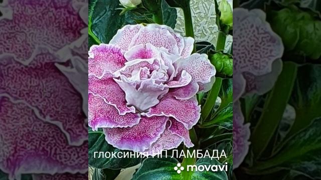 СЛАЙД ШОУ ГЛОКСИНИЯ НП ЛАМБАДА смотреть онлайн