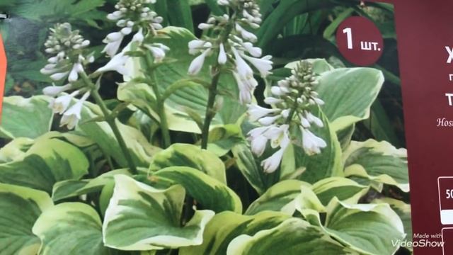 Хосты в магазине Оби. Выбор просто огромный! смотреть онлайн