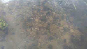 Нерест миноги