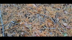 14 октября.Зеленые лесные грибы! Собрали полные корзины!//зеленушки//рядовка зеленая//зелянки//