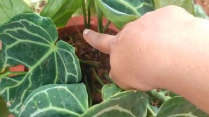 அந்தூரியம் வளர்ப்பு முறை Anthurium Magnificum care / Gardening tips in Tamil / Garden Vlog Tamil