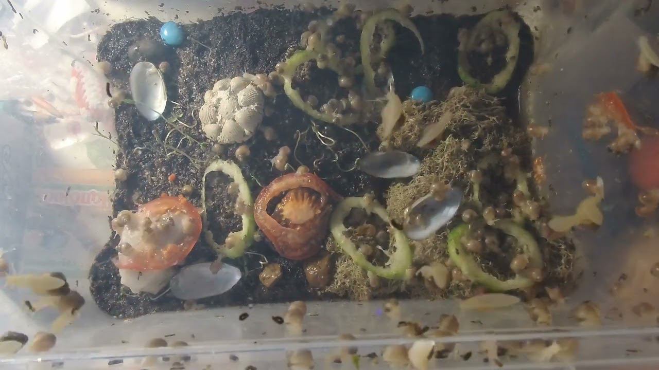 Один день моих улиток за 3 минуты смотреть онлайн