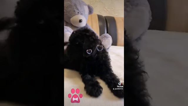 Карликовый пудель 🐩 #пудель#пудельлучшаясобака#пудельки#собака#пудельштрудель#чернышка#кучеряшка#