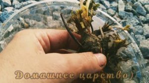 КЛУБНИКА фриго от Клубничного фермера!