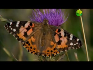 BBC. Загадки природы. Чудесное появление (ч. 2)