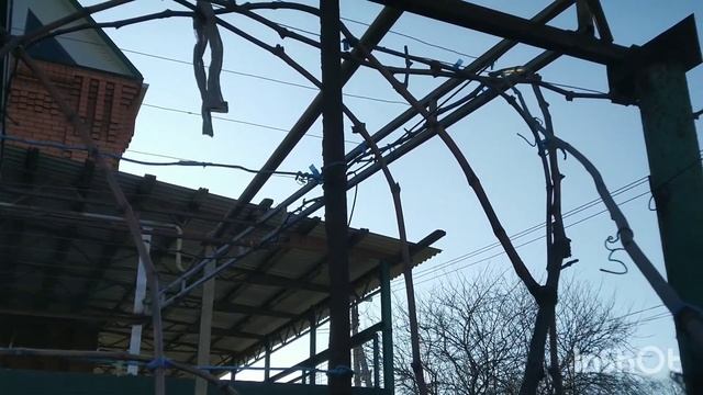 Краткий обзор формирования столовых сортов винограда на Арке.