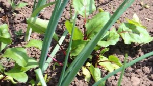 УДАЧНОЕ СОСЕДСТВО РЕПЧАТОГО ЛУКА И СВЕКЛЫ!