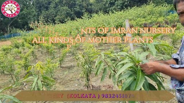 আম গছ আম ধর দখত ভডওট দযখ  caught on the mango tree  IMRAN NURSERY  KOLKATA 983245107