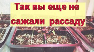 Как сажать рассаду томатов, посадили несколько сортов