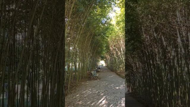 Бамбуковая роща в Сухумском ботаническом саду!