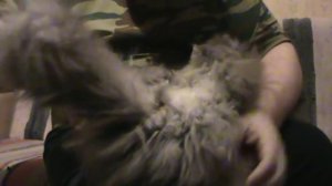 Кот Тишка. Стрижка попы