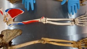 История возникновения пилатес: интриги, суды и подковёрная борьба !