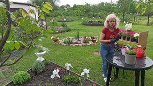 Как сажать ампельный львиный зев