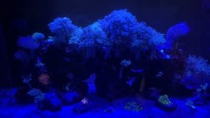 Ночное море | Морской Аквариум | Актинник | Освещение в морском Аквариуме | Кораллы в лунном свете