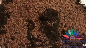 How to make good soil for money tree - Pachira aquatica