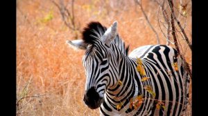 Смех зебры в дикой саванне.Звук зебры.Крик зебры