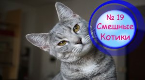 Котики Смешные?№ 19