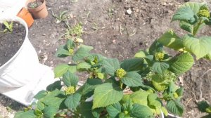 Крупнолистная гортензия в начале мая