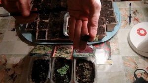 Пикировка колеусов. Первая пикировка колеусов. Что важно знать?