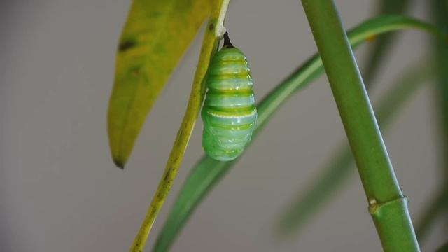 The Amazing Monarch Life Cycle--narrated for elementary science lessons смотреть онлайн
