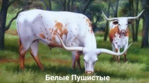 КОРОВА?/Копытные/Животные/Интересные факты