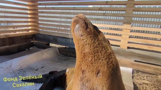Спасённый "Зелёным Сахалином" сивуч смотреть онлайн