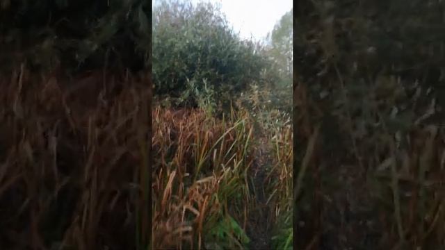 Природа Оренбургской области на грани вымирания, депутаты и министры хватит протирать штаны. SOS! смотреть онлайн