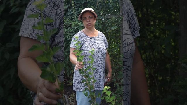 Это важно! Смородина после сбора урожая ☘