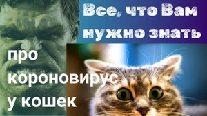 Все, что Вам нужно знать про коронавирус у кошек