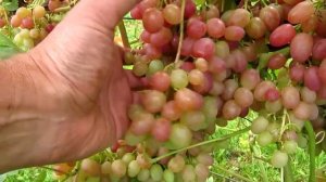 ??Виноградник Ляшкевича Дмитрия. Минская область. Беларусь.