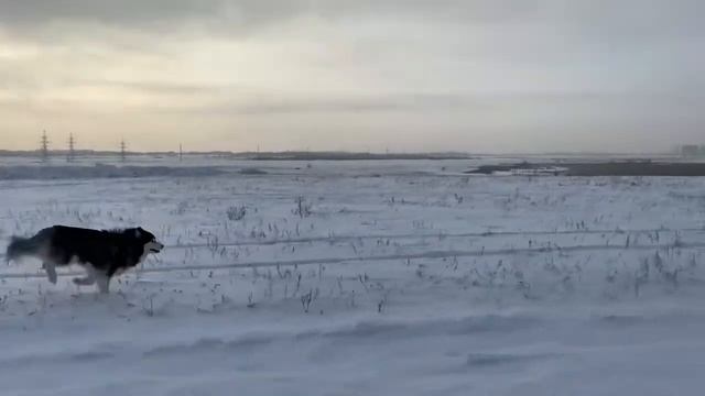 Правильный Выгул Хаски смотреть онлайн