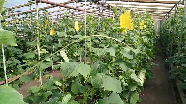 Как повысить эффективность использования теплицы смотреть онлайн