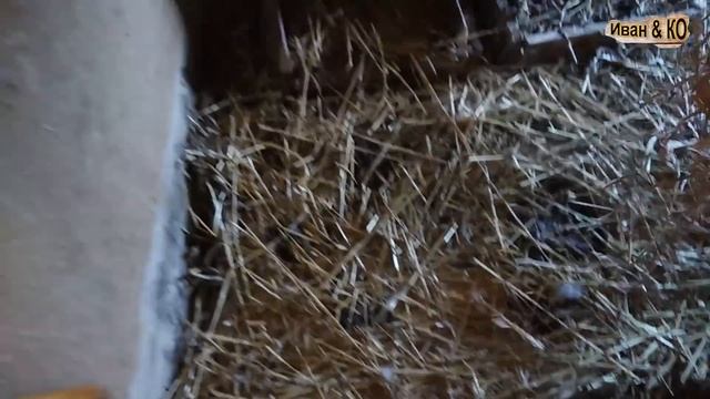 Будни. Пикировка. Отрава для мышей. Мускусные утки. Прогулка с коровой. смотреть онлайн