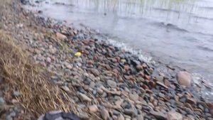 Судаки!!! Три дня рыбалки на Онежском озере. #капитанандрейфёдоров #видеоорыбалке #судаки